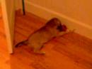 Kosmo the Krazy Puggle Puppy!