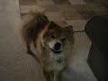 Toby and his treat
