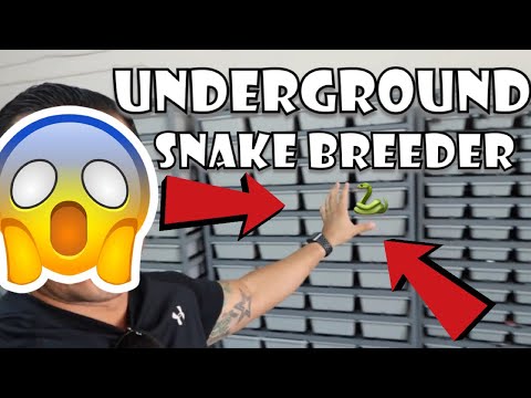 YouTube reptile video