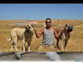 KANGAL Kurdish Fighter Dog KANGAL Sivas Kurdistan 58 KANGAL Kurdish Fighter Dog KANGAL Sivas Kurdistan 58