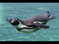 Zottel, Komi und gecKo auf Pinguin Jagt Zottel, Komi und gecKo auf Pinguin Jagt