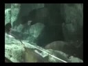 Meus Acaras desovando em aquario plantado comunitário. 