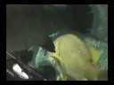Aqu�rio marinho de toba