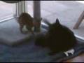 Cat Fights and Bengal Battles Vol. 8 "Fight Four" 