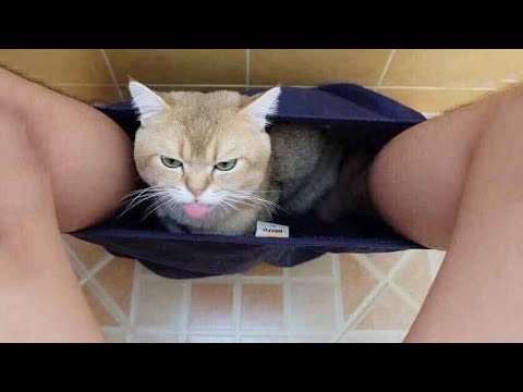 Funniest Cats 😹 - Don't try to hold back Laughter 😂 - Funny Cats Life