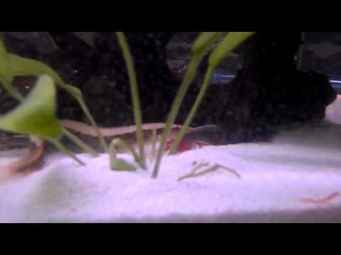 how to care for a zig zag eel