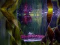RARE BLOOD RED PLAKAT BETTA IN TB TANK!