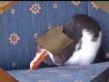 Eine Rasselbande auf 12 Pfoten_Teil 2