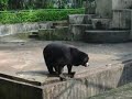 Bear at Surabaya Zoo