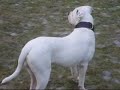 Loke the American Bulldog - running loose
