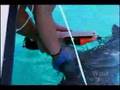 Crittercam: Bull Sharks