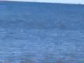 Pelagic Thresher Shark in New York City