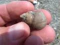 AIG Creation Museum refuted by fossils below museum pt.1of 2