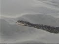 Wildlife Adventures with Steve: Outer Banks Wildlife Pt. 1