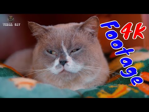 Những Cảnh Quay Đẹp Chất Lượng 4K Về Hoàng Thượng Mèo Tập 4