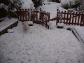 staffordshire bull terrier in the snow