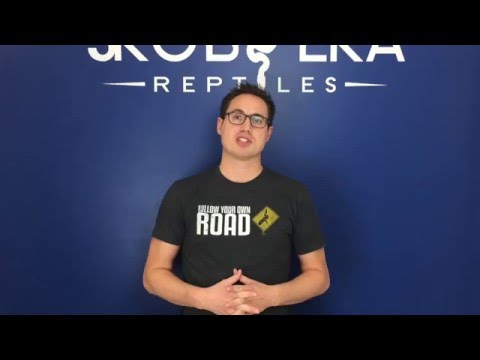 YouTube reptile video