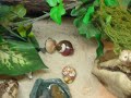 hermit crab slide show