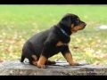 Beauceron du Fond des Camps - Chiots de Voltane du Murier de Sordeille et Balto