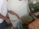 largest-snake-in-the