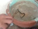largest-snake-in-the