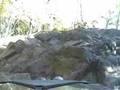 videos de Guardrail at Tellico
