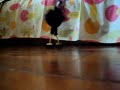 Samara, a galinha pé de valsa +²