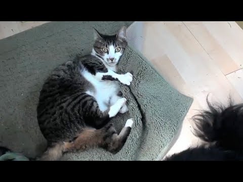 See video
