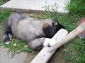 Kangal Garip Welpe Kangal Garip Welpe