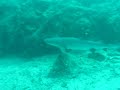 REQUIN POINTE BLANCHE SEYCHELLES REQUIN POINTE BLANCHE SEYCHELLES