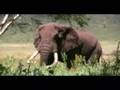 Old Elephant - Ngorongoro Crater