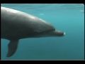 Kathleen Dudzinski - Dolphin Communication Project