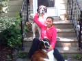 Lhasa Apso - Hugo & His Friends