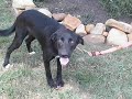 High Kill Shelter Rescued Dogs and Pups High Kill Shelter Rescued Dogs and Pups