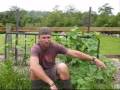 Growing Cucumbers