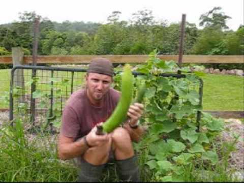 how to grow lebanese cucumbers