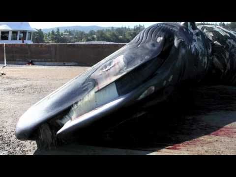 fin whale