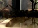 Aphonopelma Seemani Taking a Drink of Water