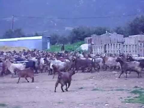 ΓΙΔΙΑ ΔΑΜΑΣΚΟΥ ΤΟΥ ΝΙΚΟΛΑ