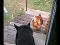 PENNY & CHOOK TROUBLE PENNY & CHOOK TROUBLE