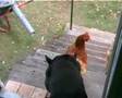 PENNY & CHOOK TROUBLE