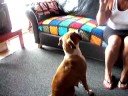 Talking Boxer Mama