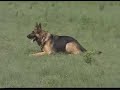 Nonto entrenando obediencia