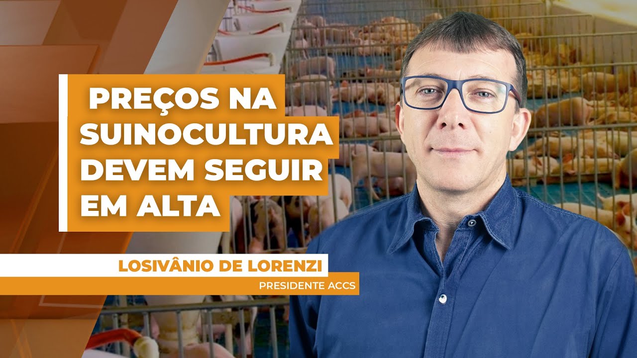 Preços no mercado de suínos devem seguir em alta, pelo menos, até março, segundo liderança