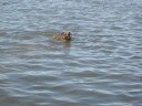 Geminni Can Swim!