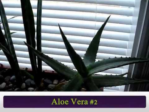 how to replant indoor plants