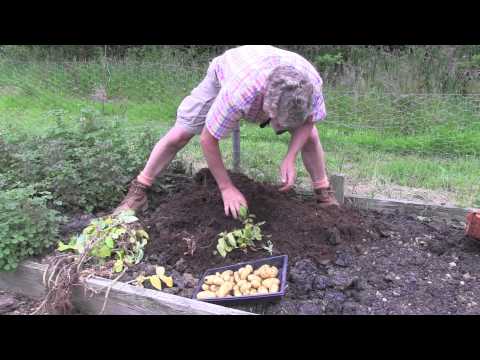 how to grow new potatoes for xmas