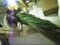 Un éleveur d'oiseaux