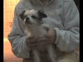Adopt a Dog\" Lady\" MSPCA Springfield, Massachusetts