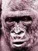 Gorilla Gus